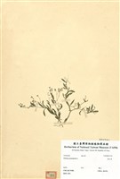 藏品(粟米草)的圖片